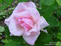 2005-0707rose